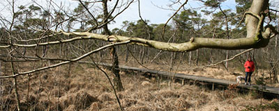 Huurtent.nl - 319&nbsp;File bij knooppunt Azelo