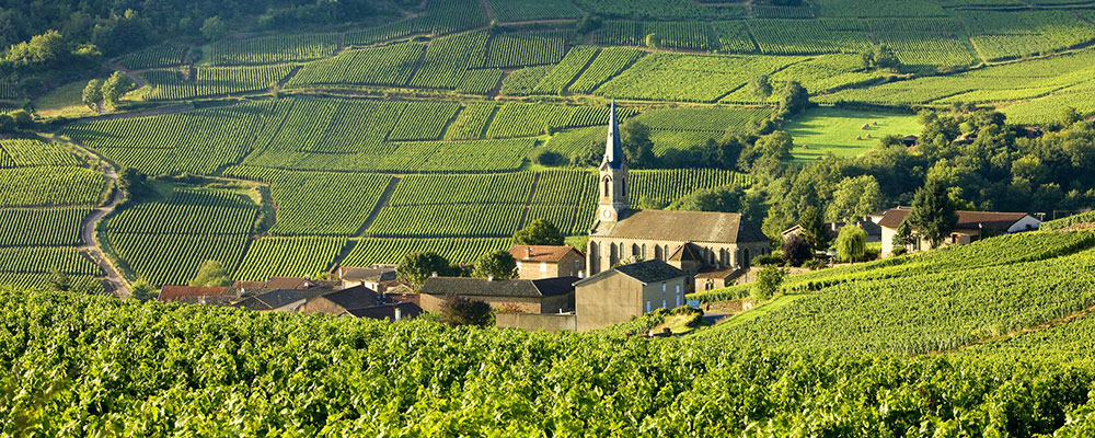 Wijnvelden in Bourgondië