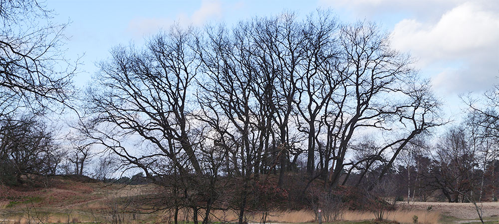 Loonse en Drunense Duinen