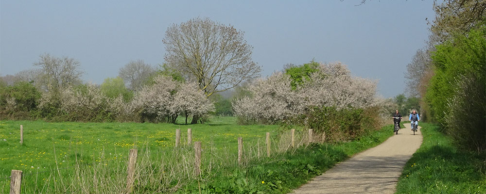 Maasduinen, Maasheggen van Bergen naar Boxmeer