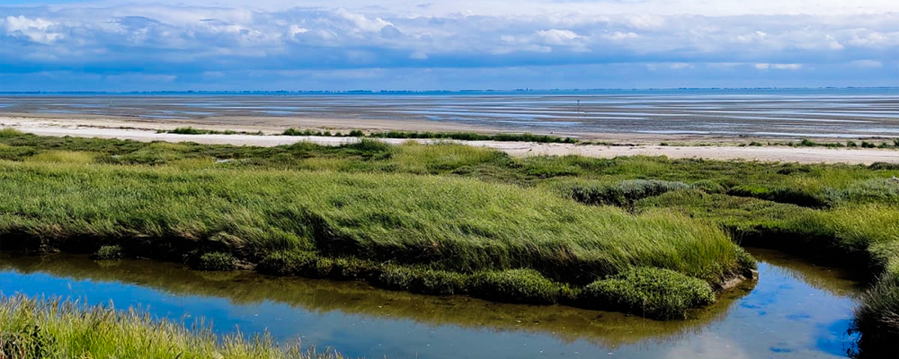 Drassig moeras Ameland Het moeras in de Amelander natuur