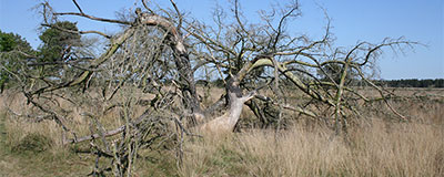 De Kempen, een kar die ratelt op de keien