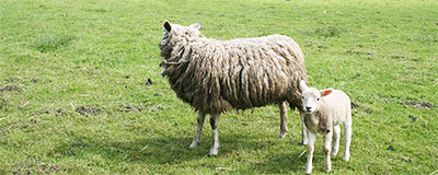 Delden, een voorbeeld van het nijvere Twente