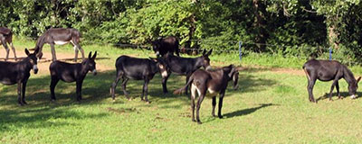 Je bent een Ezel als je dit niet leuk vindt!