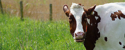 Deel 3 Vakantie in Nederland? Noord Holland, Noord-Brabant en Utrecht