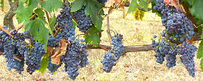 Safaritent huren in Umbrië deze zomer?