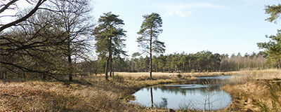 Ontdek veilig onze verrassende Veluwe