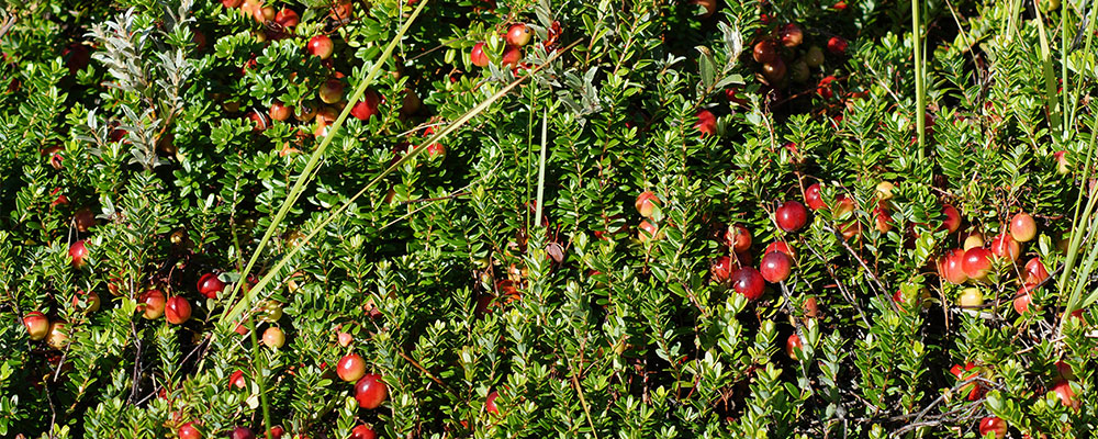 Cranberries vind je op volop op Terschelling, ook veel producten gemaakt van cranberries Cranberries vind je op volop op Terschelling, ook veel producten gemaakt van cranberries