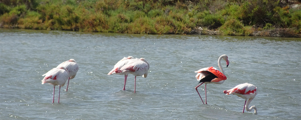 De Camargue met de wilde paarden, stieren en flamingos De Camargue met de wilde paarden, stieren en flamingos