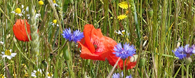 Meivakantie 2025:  luxe camping vakantie met extra korting