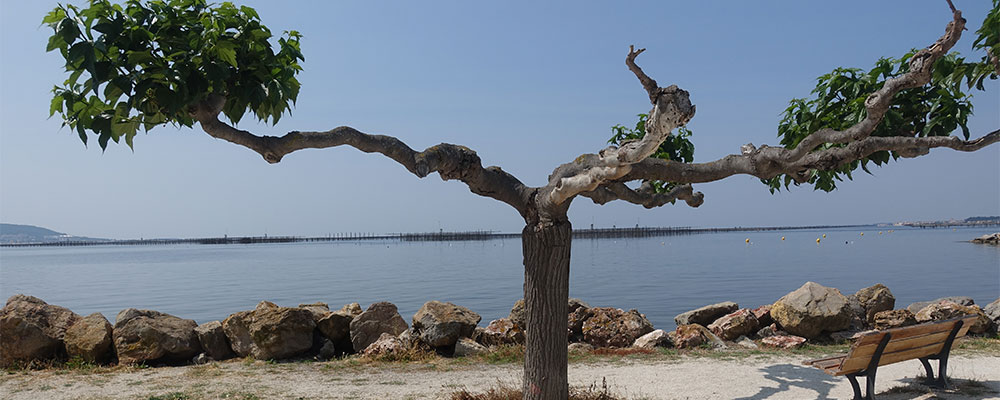 Uitzicht op Etang de Thau vanaf Bouzigeus met oesterkwekerij op achtergrond in water Uitzicht op Etang de Thau vanaf Bouzigeus