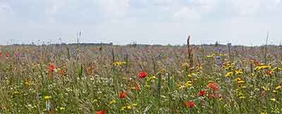 Topcampings met verhuur in het voorjaar in Zuid-Frankrijk