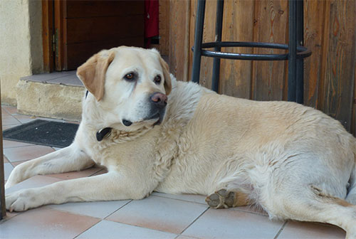 Hond mee op vakantie Hond mee op vakantie