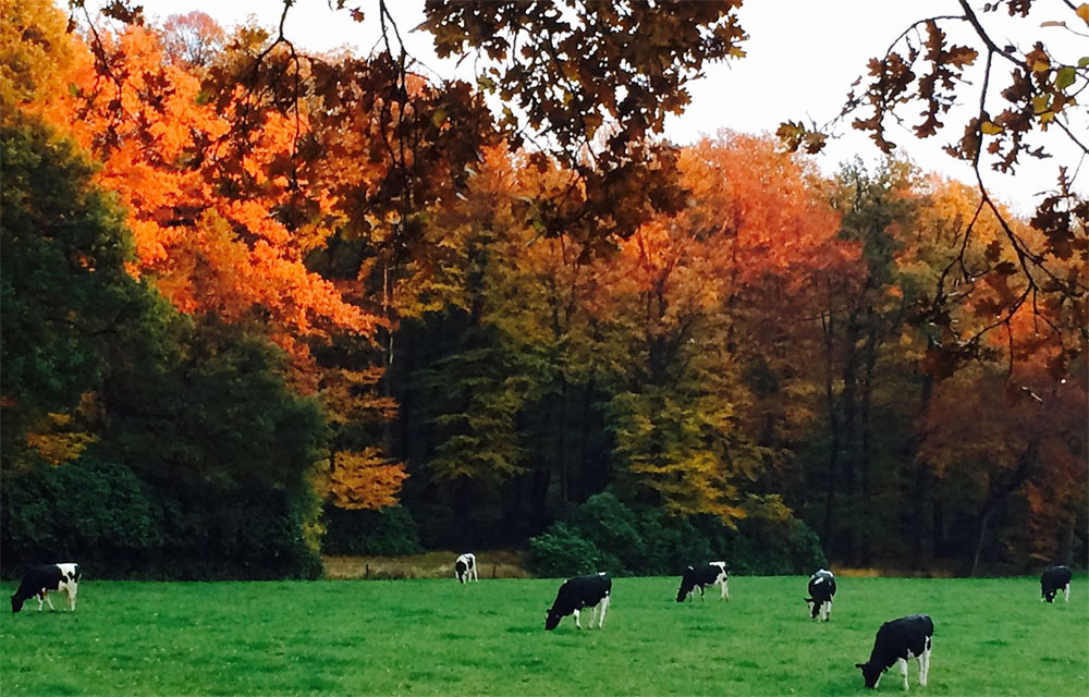 Wandelen over het Landgoed Twickel