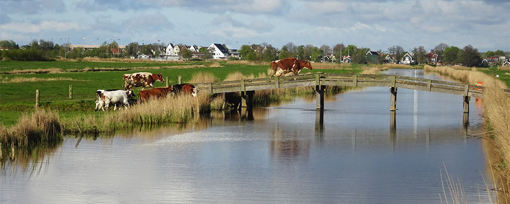 Echt Hollands landschap Echt Hollands landschap