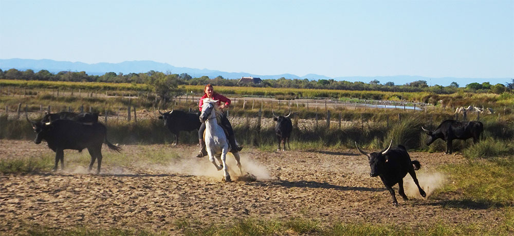 Stieren bijeen drijven Stieren bijeen drijven