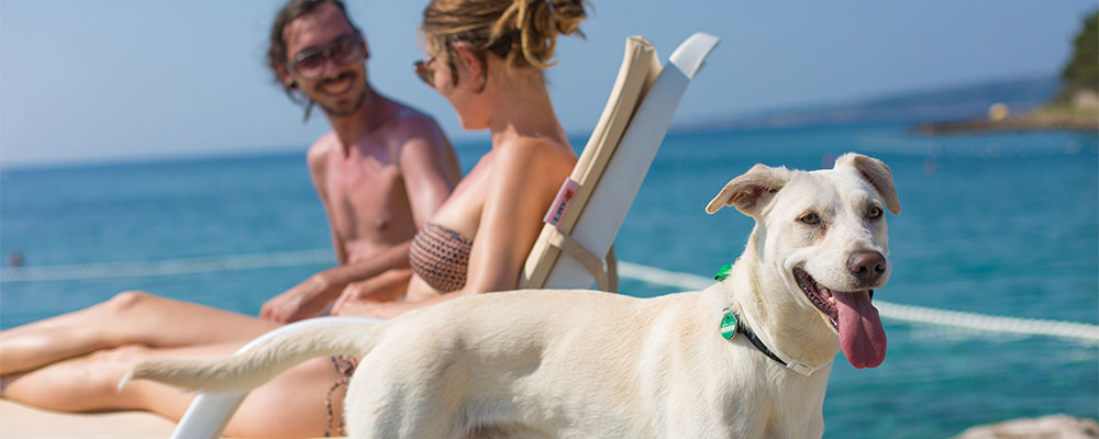 hond op strand Met de hond op het strand