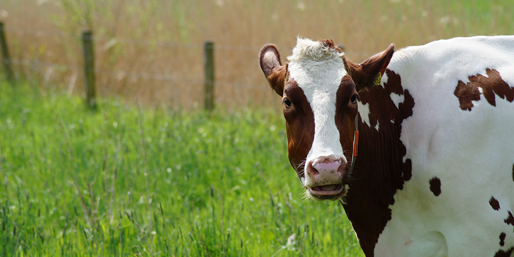 Vakantie in Nederland