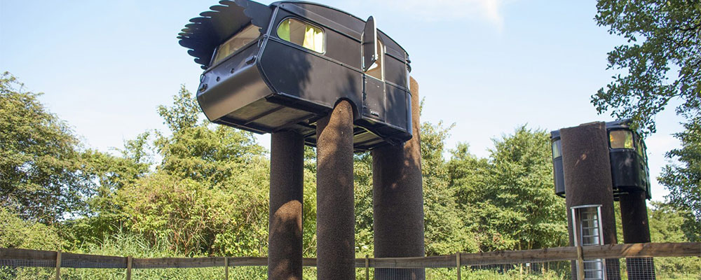 De struisvogel accommodaties op de vreemde vogel