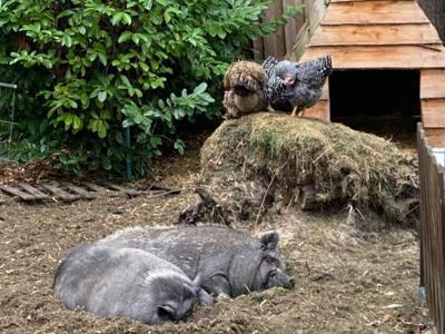 Thumbnail 3 van Het Swinnenbos