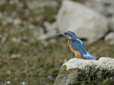 Thumbnail 5 van Bijou du Doubs