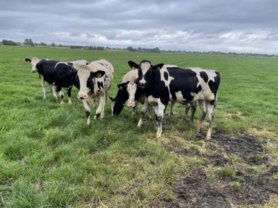 Thumbnail 3 van De Speld