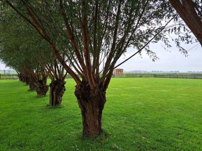 Thumbnail 5 van De Speld