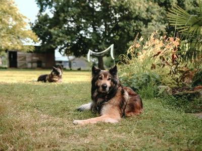 Thumbnail 5 van BoerenBed Les Jardins des Coccinelles