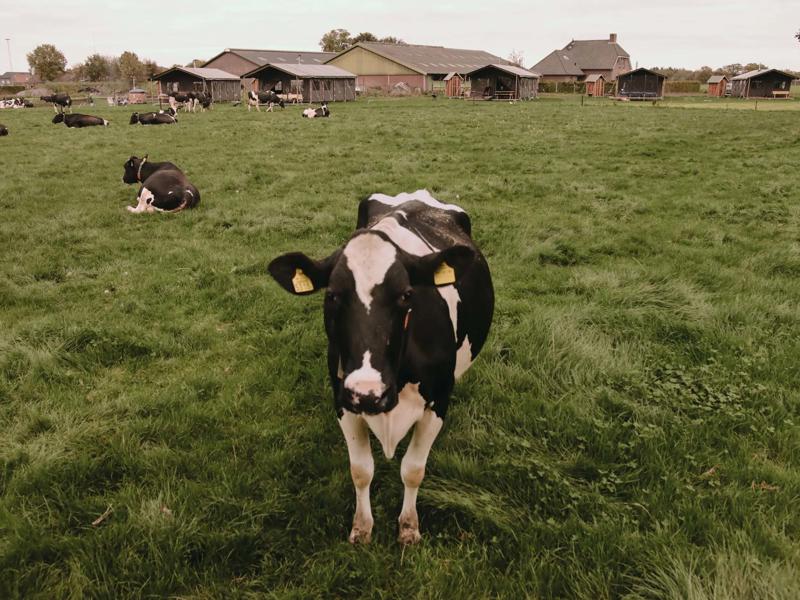 Foto van Boerenbed De Oude Melkstal