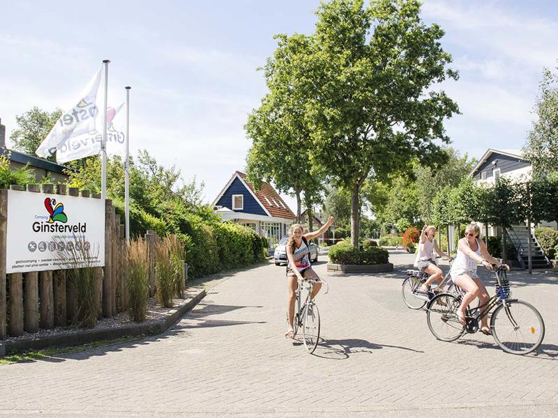 Foto van Ginsterveld