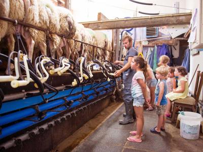 Thumbnail 3 van Mariekerke Farmcamps