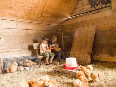 Thumbnail 5 van BoerenBed Landgoed Volenbeek