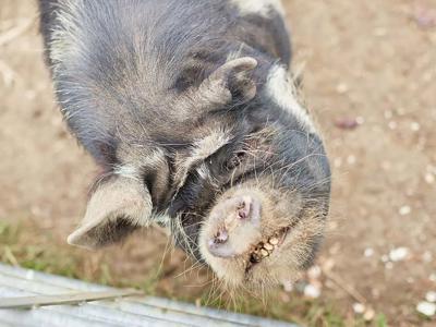 Thumbnail 4 van BoerenBed New Barn Farm