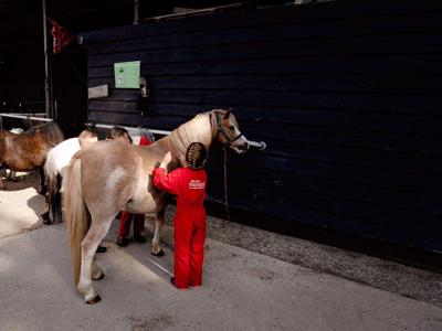 Thumbnail 5 van Five Star Farmcamps