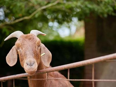 Thumbnail 5 van BoerenBed Layer Marney Tower Country Estate