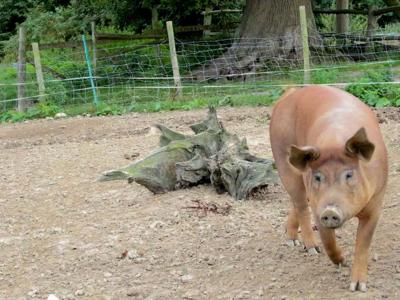 Thumbnail 5 van BoerenBed Sunninglye Farm