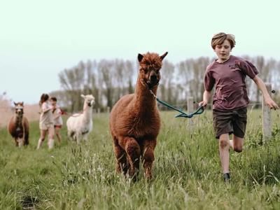 Thumbnail 4 van BoerenBed Hoeve de Betuwe