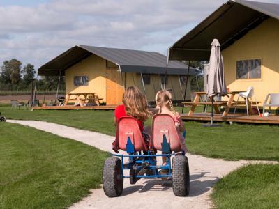 Thumbnail 2 van Alpaca Vorstenbosch Farmcamps