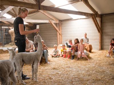 Thumbnail 3 van Alpaca Vorstenbosch Farmcamps