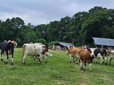 Thumbnail 5 van Des 2 Marguerites