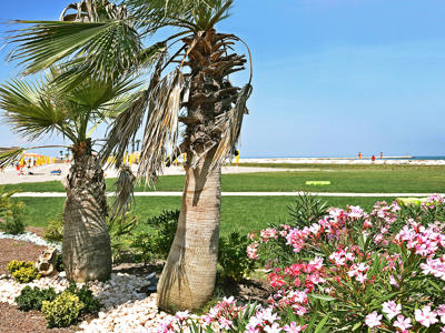 Thumbnail 3 van Oasi