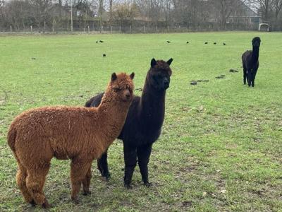 Thumbnail 3 van De Waterbuffelfarm