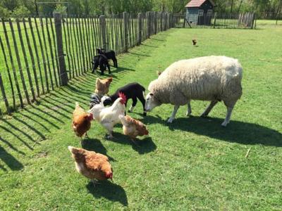 Thumbnail 5 van De Peelweide