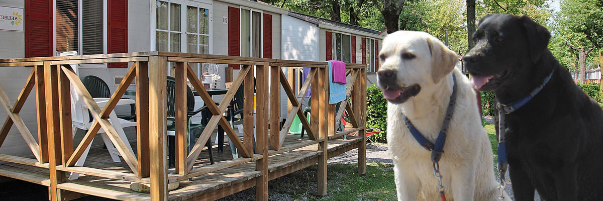 Honden toegestaan op de camping in departement Vaucluse, regio Provence-Alpes-Côte d'Azur